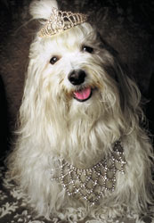 Walter de Camp tapasi Puuterikreivitär Carla Winterfrost’s Contessa Cipria.