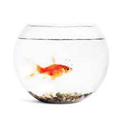 Uusi lumilauta näyteikkunassa.