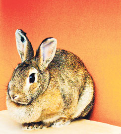 Eläinturvatalon asukki.