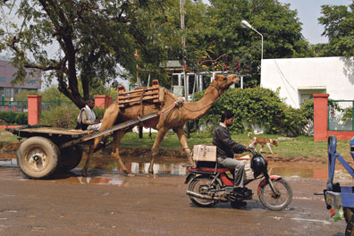 Timo Kiippa kohtasi intilaisella tiellä kamelin, lehmän, apinan ja norsuja. Tööt!