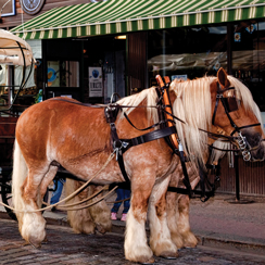 Panimohevosvankkureiden kyytiin pääsee keskiviikosta lauantaihin.