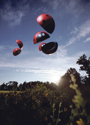 Kerttu levittää siipensä Aurajoen rantamille.