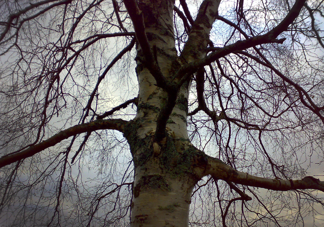 Kiipeä puuhun, siitä tulee hyvälle mielelle.