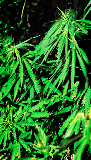 Kannabiksen kotikasvatus on lisääntynyt viime vuosina myös Suomessa.