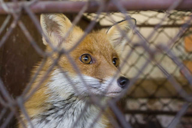 Päästäkää minut pois, sanoi repolainen.