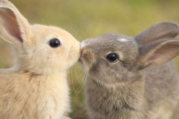 Aww bunny lurve.