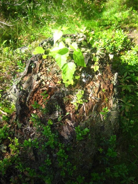 Vanhasta versoo uutta.