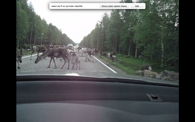 Porot pistivät pinnan kireälle. Kuva Youtube kuvakaappaus