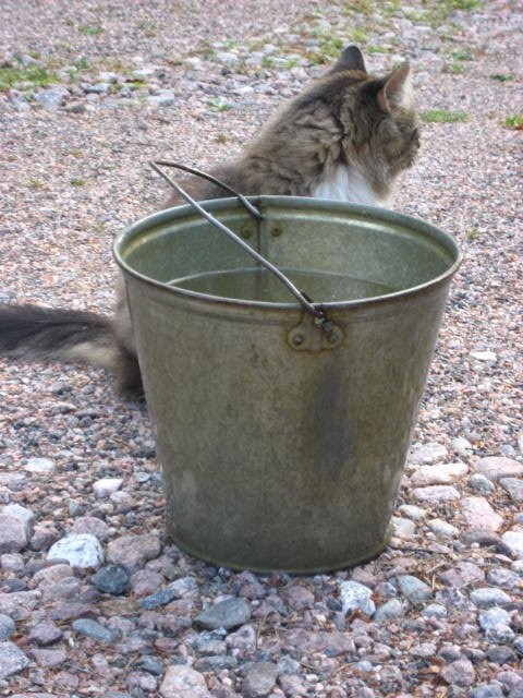 Siis "ei" tarkoittaa "ei" myös kissan kielellä! vol. 3