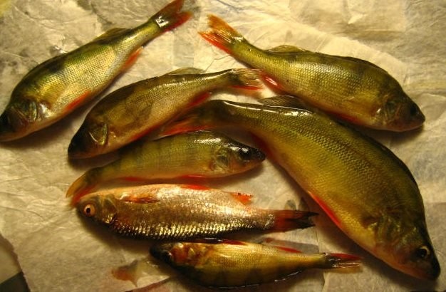 Yhden iltapäivän saalis.