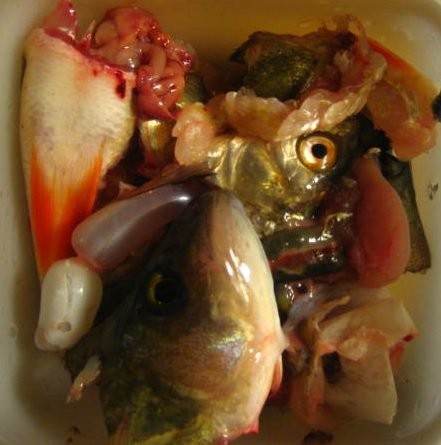 Kaikenlaista sitä löytyikin kalojen sisältä.