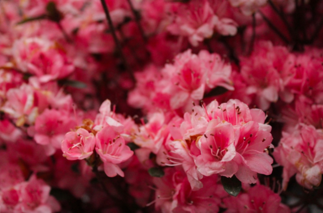 Kukkaloisto on Nykissä keväällä parhaimmillaan.