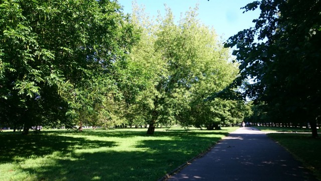 Puisto. Kaliningrad, Venäjä.