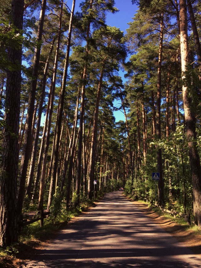 Kävelymatka niemenkärkeen vie mäntykankaan läpi.
