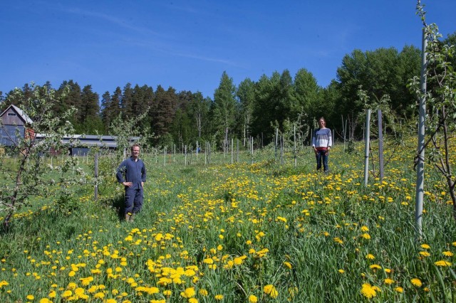 Tuomas ja Iiris Mattila maatilallaan omenatarhassa.