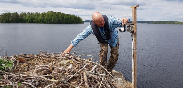 Luontokuvaaja Juha Taskinen kävi asentamassa kameran sääksen pesään.