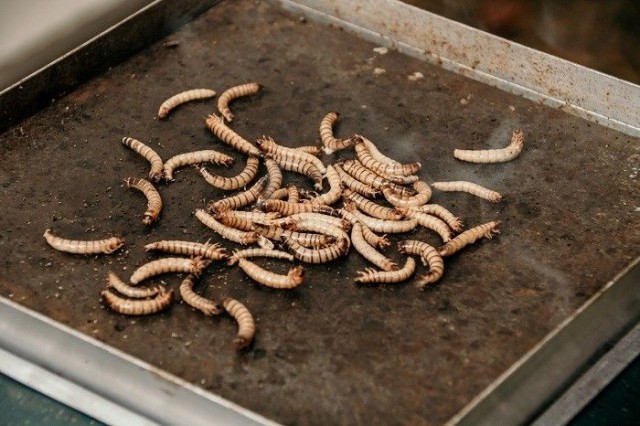 Ehkäpä hyönteisfarmi on tulevaisuuden keittiön vakiovaruste.