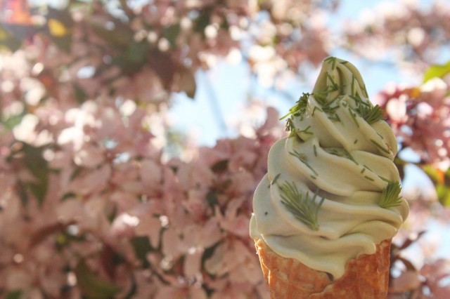 Keväinen kuusenkerkkä maustaa itse tehdyn pehmiksen.