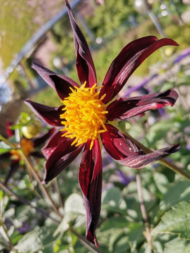 Honor 20 kameralla otettu kuva - ei filtteriä - ei rajausta (ja huom, en ole mikään ammattikuvaaja ja silti tuli näin hyvä).