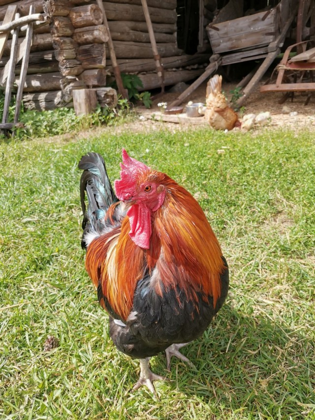 Kukko kuvattuna Honor 20 älypuhelimen kameralla