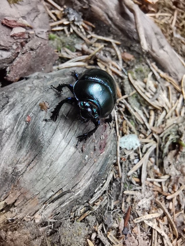 Ötökkä kuvattuna Honor 20 älypuhelimen kameralla
