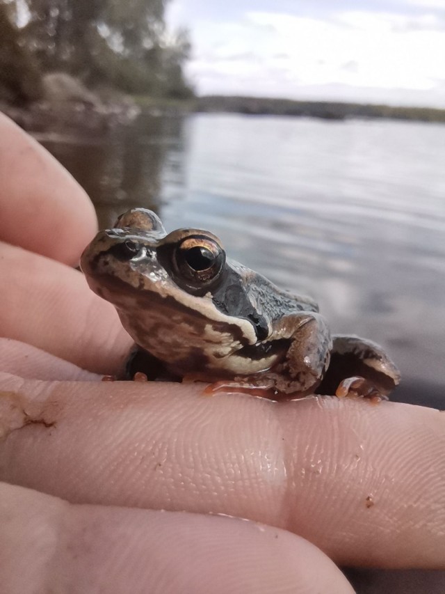 Sammakko kuvattuna Honor 20 älypuhelimen kameralla