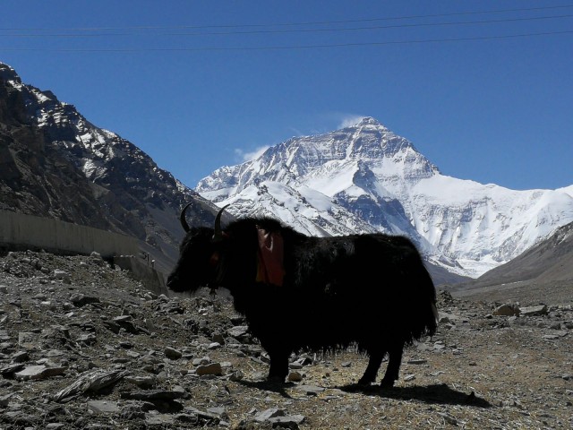 Jakkihärkä Tiibetissä. Taustalla maailman korkein vuori Mount Everest.