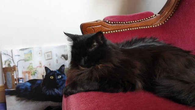 Piki-Nelli on asunut kissakahvilassa sen avautumisesta saakka