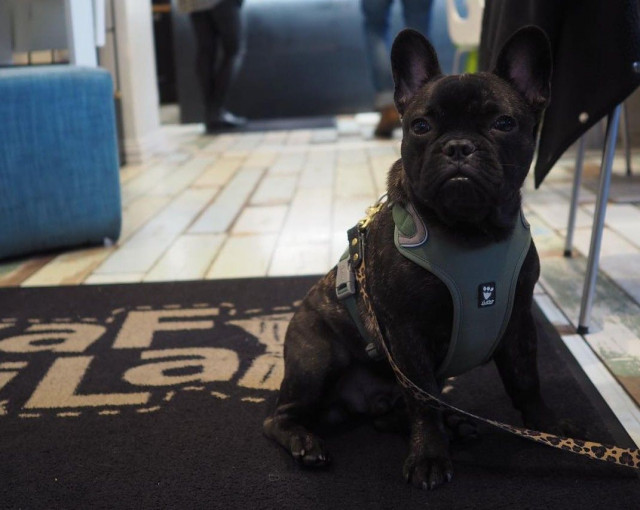 Kaffila toivottaa karvakaverit tervetulleiksi.