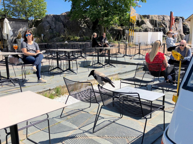 4. Mikä terassi on houkutellut paikalle myös siivekkäitä vieraita?