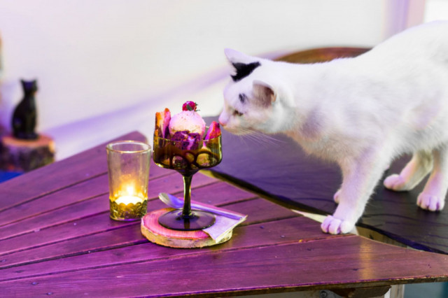 Kissakahvila Helkatti on jokaisen pienen kissafanin unelmakohde!