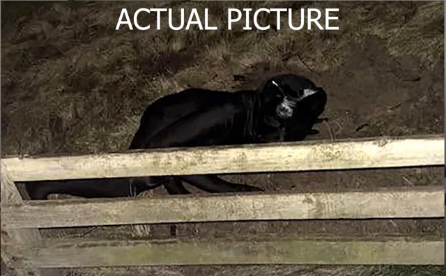 Kuvankaappaus videolta.