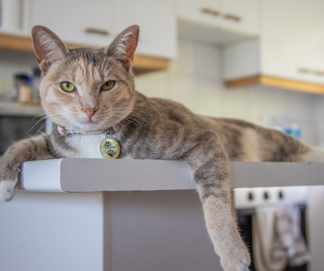 Kuvan karvakasa ei liity tapaukseen. Kuvituskuva.