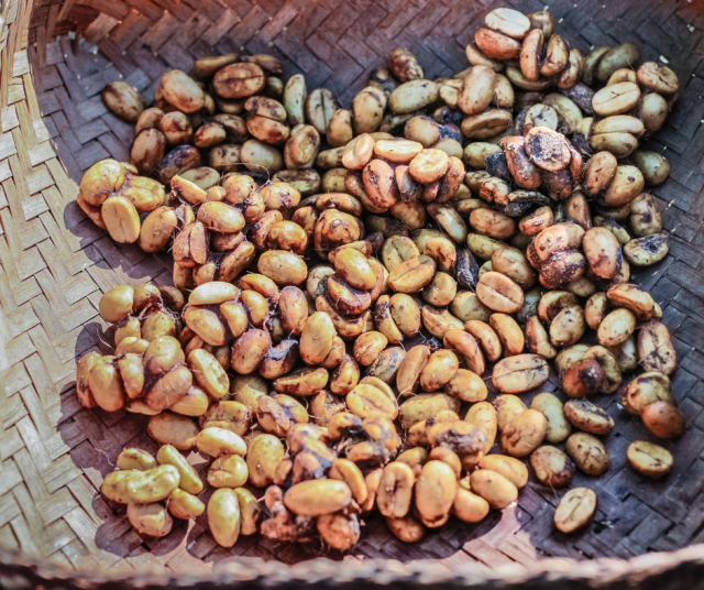 Sivettikissan kakkaamia kahvinpapuja. Kuvituskuva.