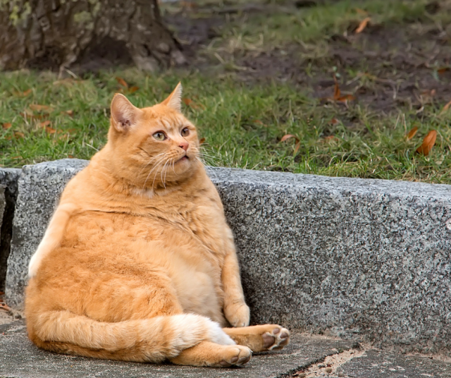 Kuvan felis catus-sukuun kuuluva kauhea(n iso) peto ei liity tapaukseen.