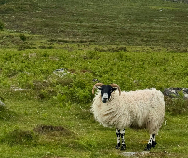Kuvituskuva Dartmoorista.